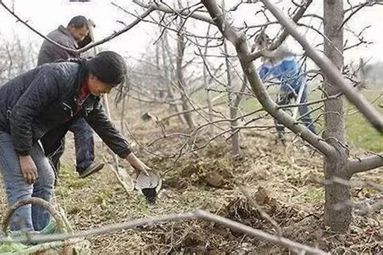 山楂施肥量与施肥时期的科学确定