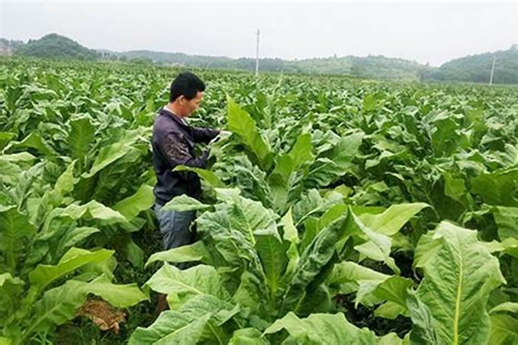 烤烟种植的基本过程或步骤？