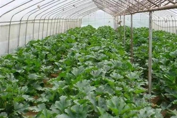 西葫芦日光温室高效栽培技术：绿色农业的新篇章