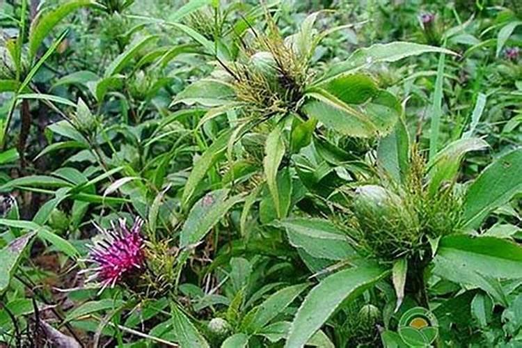 绿色未来：中药白术的种植前景与技术革新
