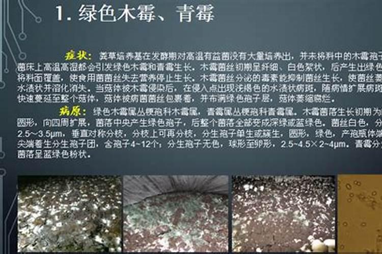 蘑菇水滴病防治全攻略：从预防到治疗，守护你的菌园