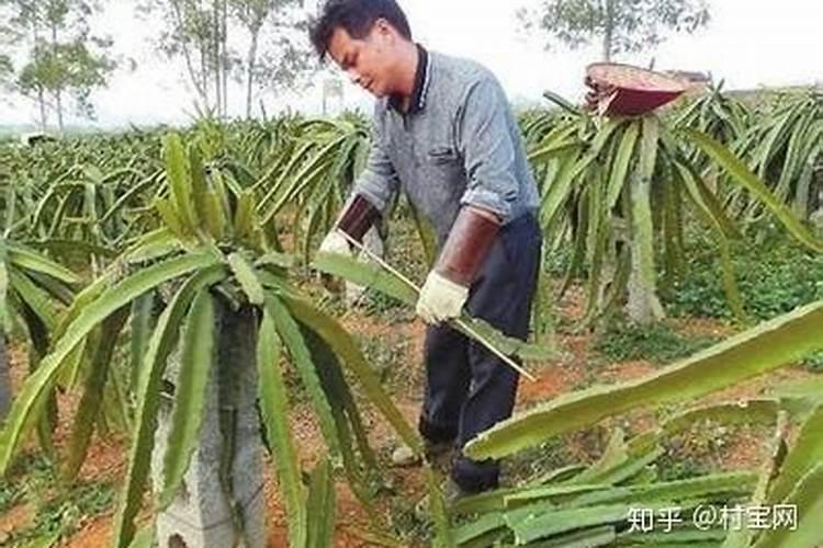 火龙果栽培的艺术：掌握整形剪枝技术，迈向丰收之路