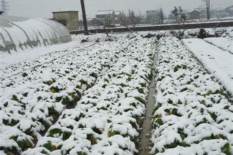 冬季雨雪天气下大棚施肥的科学之道