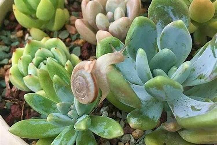 多肉植物怎么防治小黑飞？如何杀灭小黑飞？