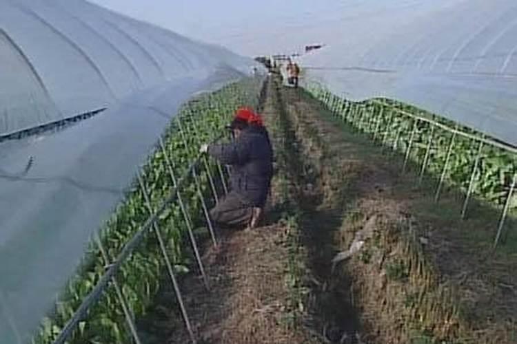 如何防止大棚蔬菜产生冻害？
