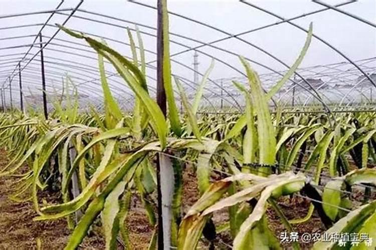 火龙果枯萎病防治全攻略：守护您的果园健康