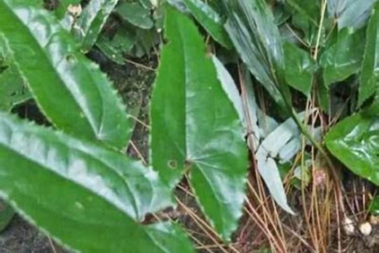 三枝九叶草的种植方法
