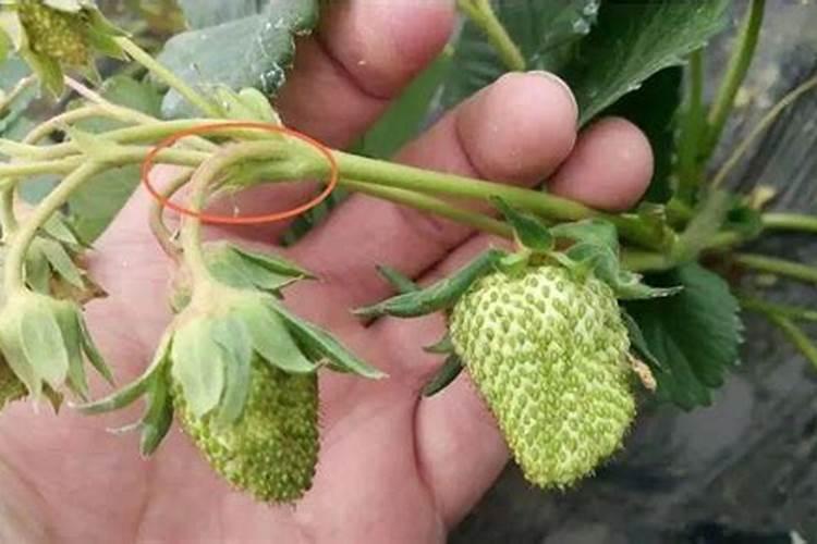 引起草莓僵果的原因有哪些？僵果问题该怎么解决？