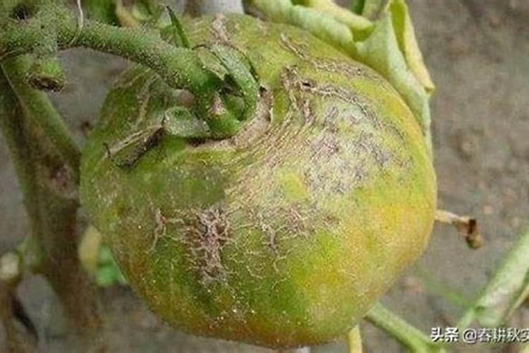 战胜番茄疮痂病：有效的喷药防治策略