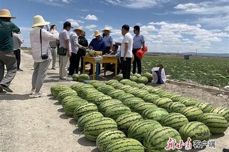 甘甜滋味的秘诀：甜瓜的施肥与管理艺术