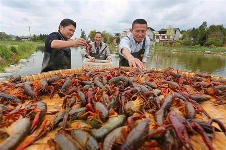如何养殖龙虾