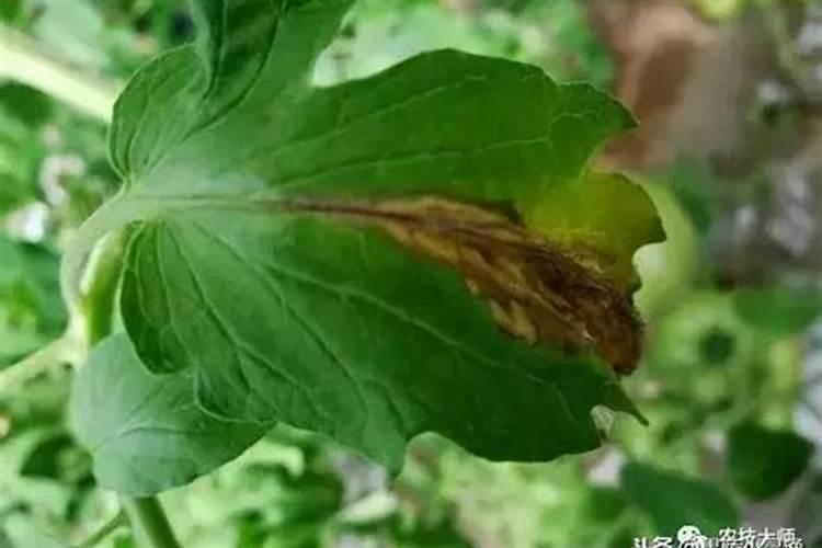 战胜一叶兰灰霉病：识别与防治全攻略