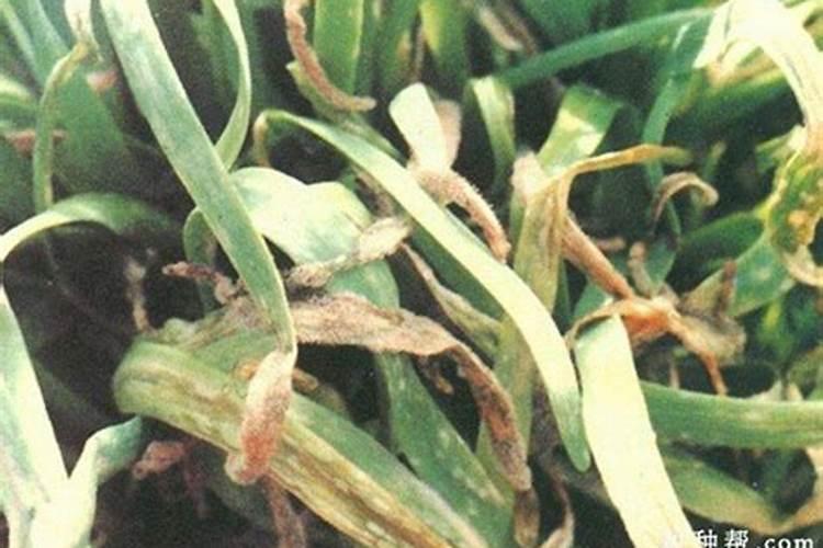 战胜韭菜灰霉病：有效药物与防治策略详解
