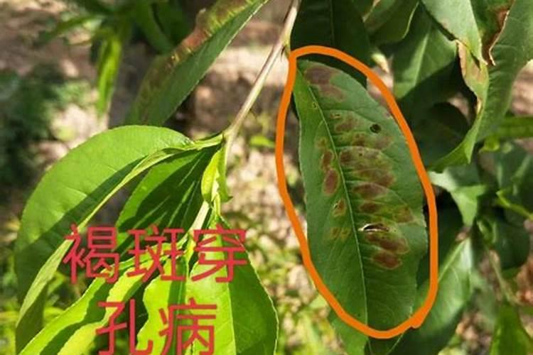 桃树的病虫害防治：守护绿色家园