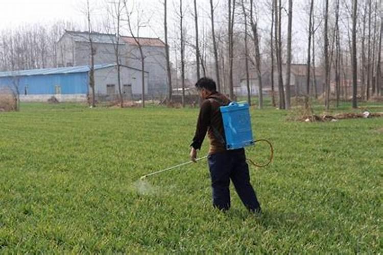 小麦喷打除草剂：精准施药，安全有效