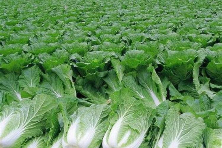 大白菜栽培：战胜菜青虫的科学策略