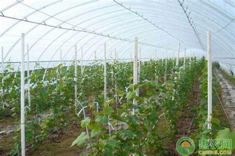 葡萄花芽分化差、花穗少是什么原因？该怎么解决？
