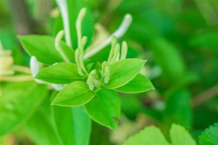 自然护卫：中药金银花的防虫害智慧