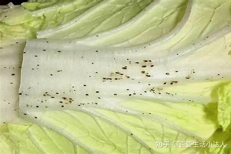 大白菜叶片上黑点是什么病？