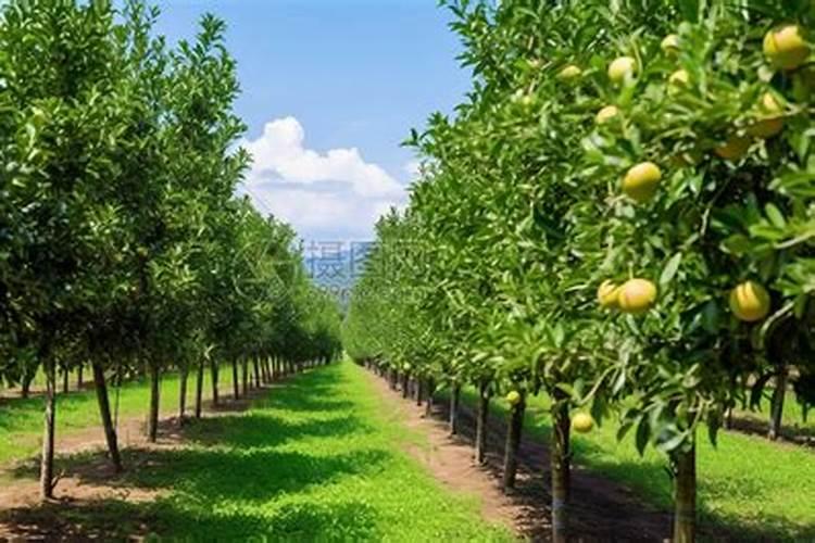 柑橘种植园造价是多少？
