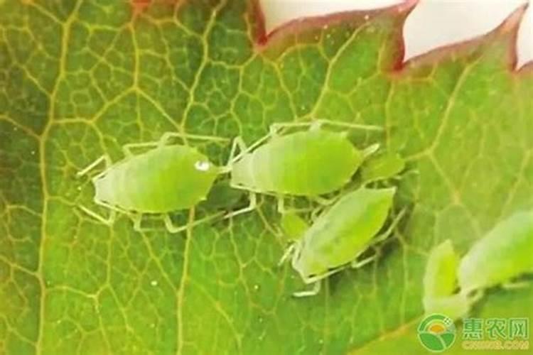 守护绿色宝藏：如何有效避免白菜受到蚜虫的侵害？
