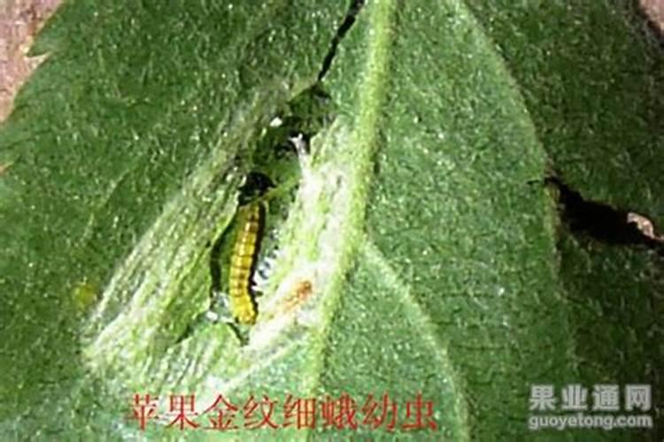 金纹细蛾虫害病的防治方法有哪些？