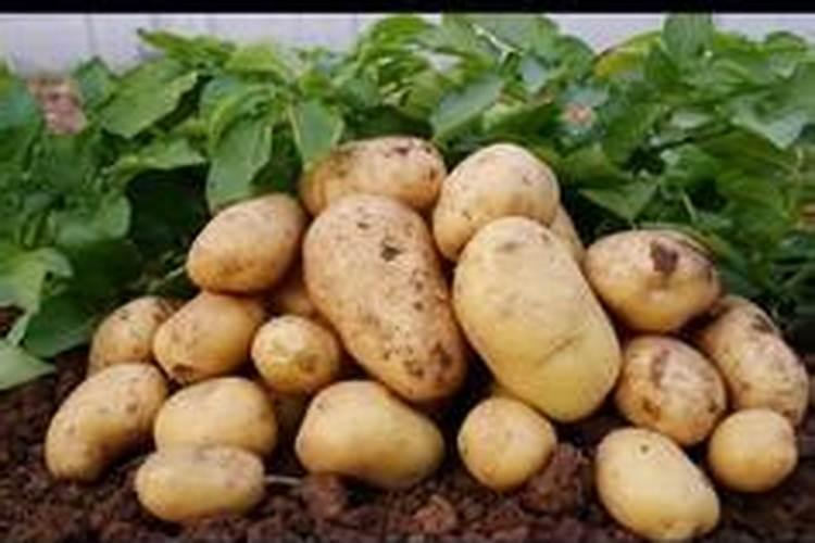 黑土豆的种植乐园：寻找最适合的土壤与气候