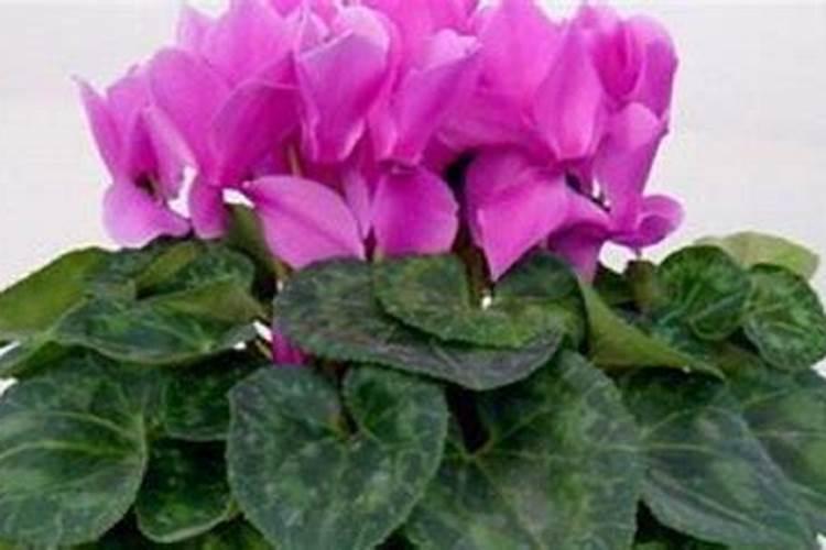 仙鹤来种植的奥秘：从种子到花朵的绽放