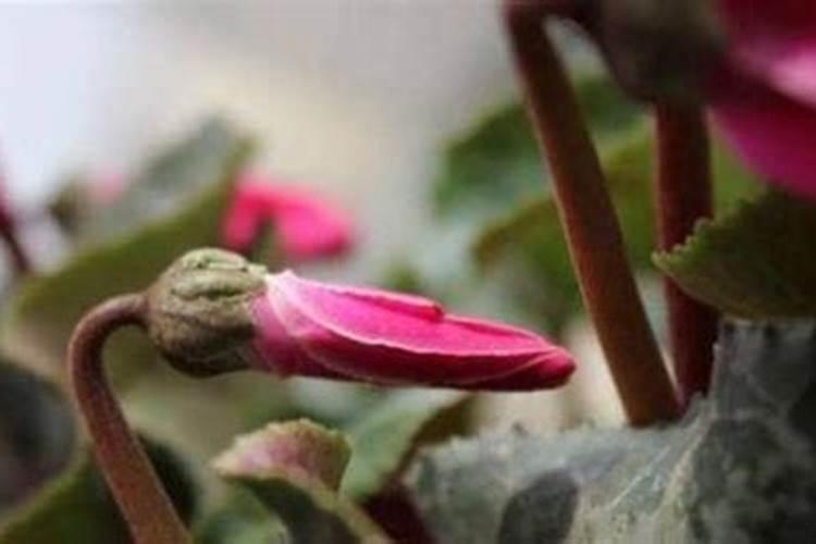 仙客来种子怎么种植
