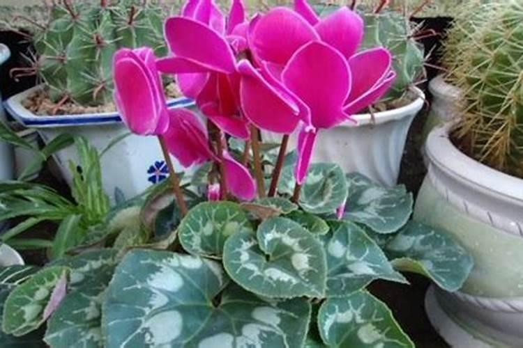 仙客来怎么种植