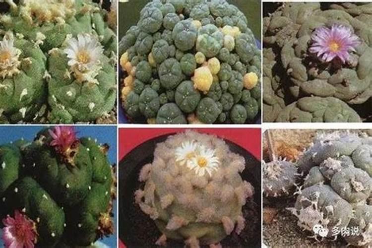 多肉乌羽玉仙人球致幻后有哪些症状？