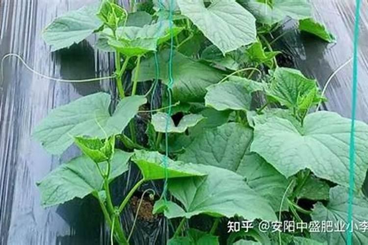 大棚黄瓜施肥遵循什么原则？黄瓜施肥方法有哪些？