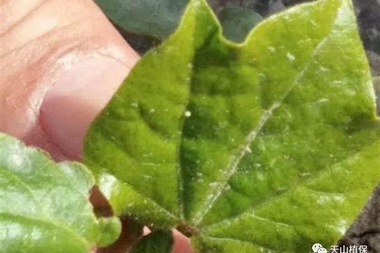 河北棉花病虫害须抓紧防治