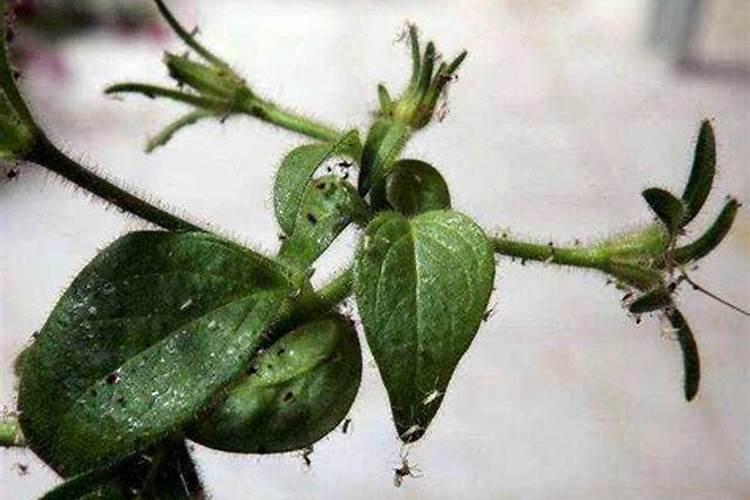花盆里有小飞虫怎么办？