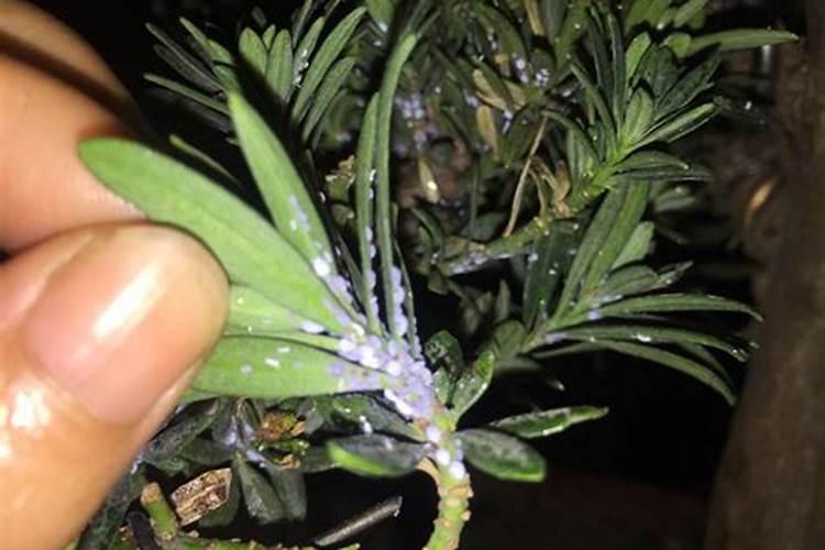 家里花盆里有小飞虫怎么办
