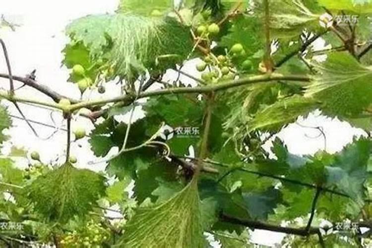 葡萄扇叶病的发生有什么症状？