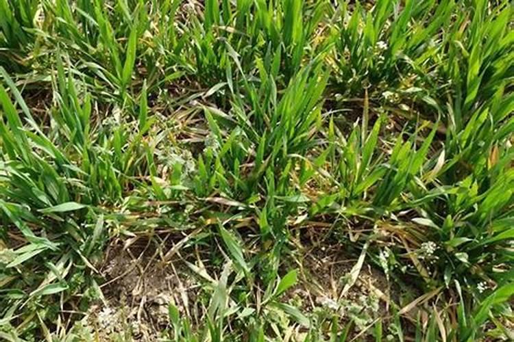 小麦拔节后不能喷施除草剂的原因是什么？