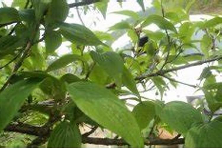 山茱萸主要病虫害有哪些？山茱萸主要病虫害的防治方法