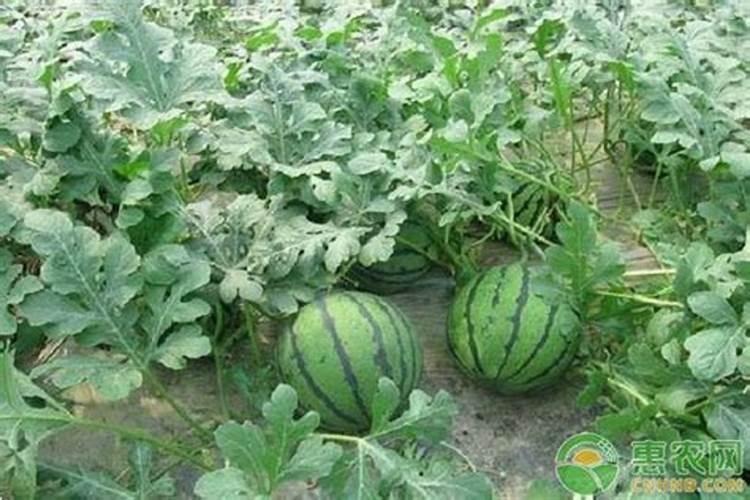西瓜僵果防治：策略与实践