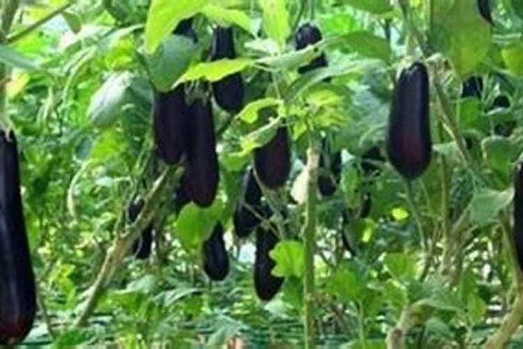 揭秘茄子死秧之谜：原因分析与药物对策