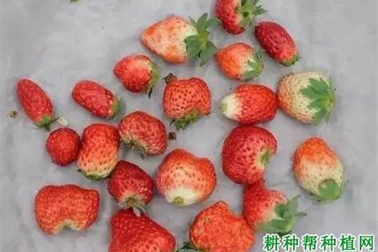 大棚草莓异常果的原因是什么？该如何预防？