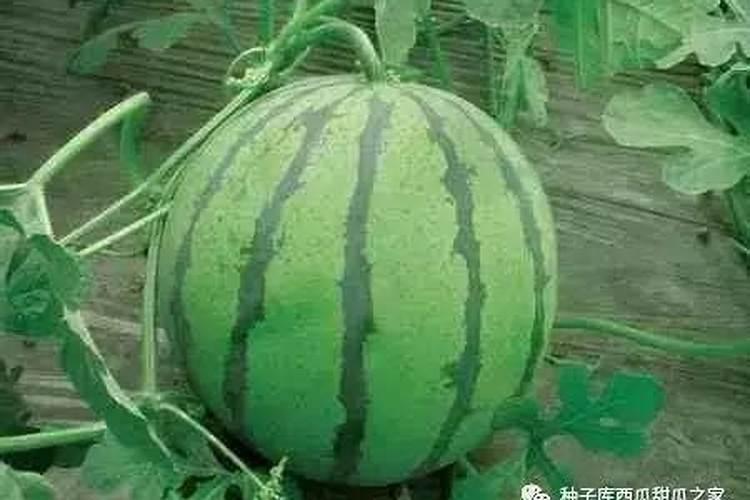 西瓜割蔓再生栽培新技术：农业革命的新篇章