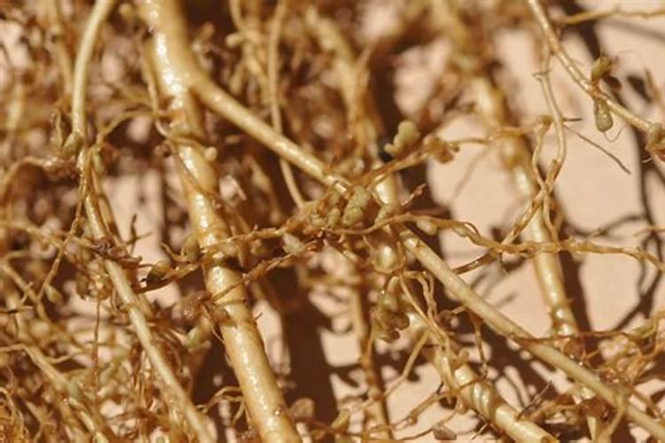 揭秘：多年种植大豆的地块还需要根瘤菌肥吗？