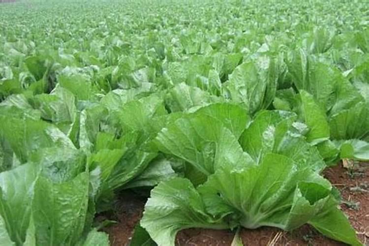 绿色餐桌的守护者：根用芥菜无公害施肥技术