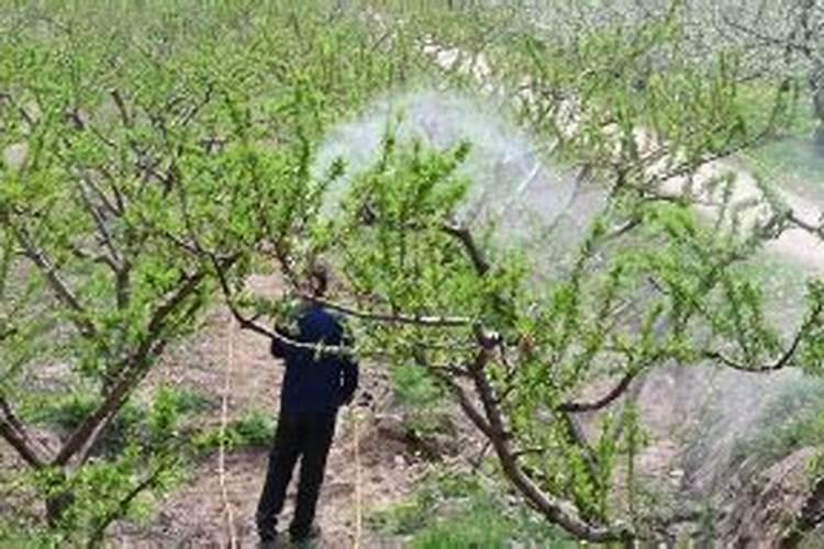 桃树打药产生了药害怎么办,有什么可以降解它的药害？