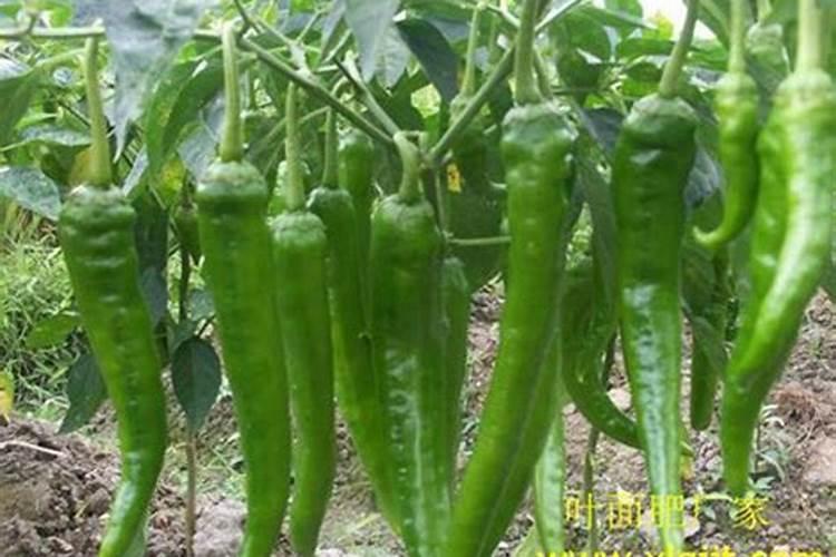 辣椒<a href=