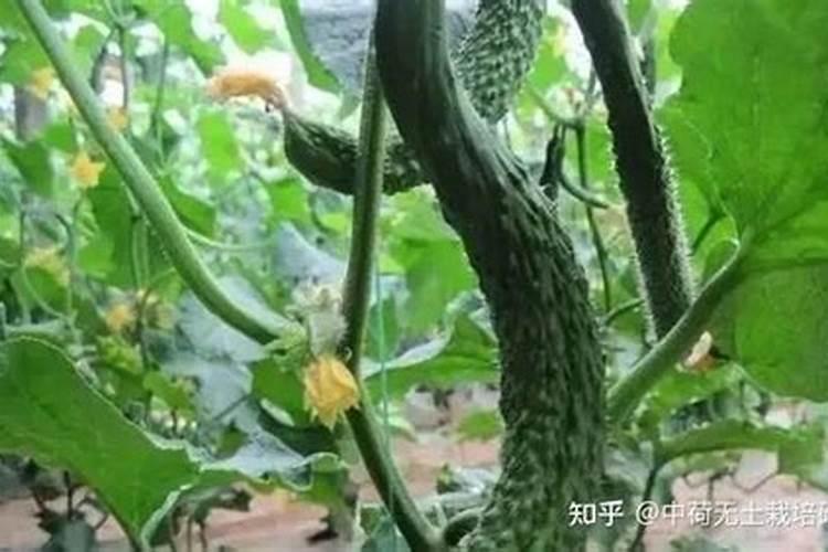 黄瓜茎蔓变细的原因