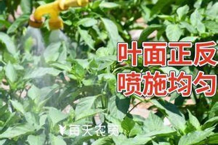 瑞香怎么喷叶面肥效果好？