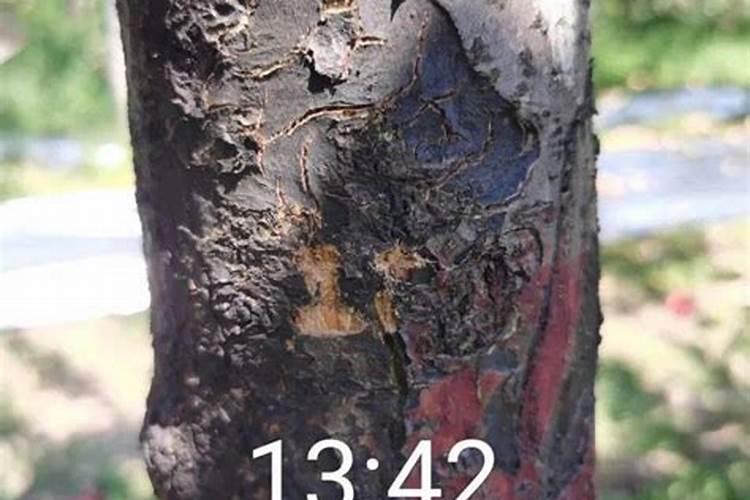苹果树粗皮病怎么治疗？