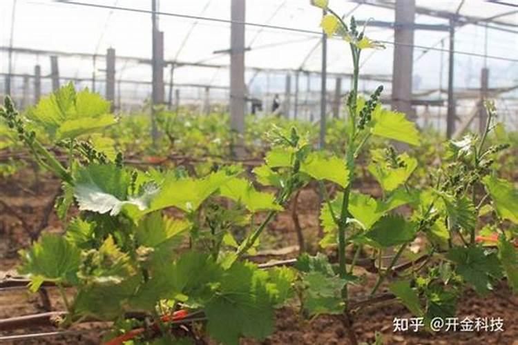 什么样的叶面肥补硼补钙效果好,能解决硼钙拮抗问题？
